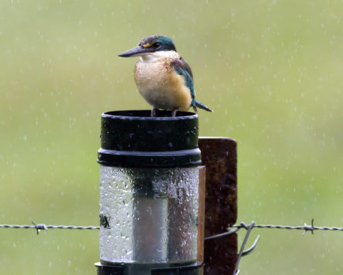 Rain Gauge