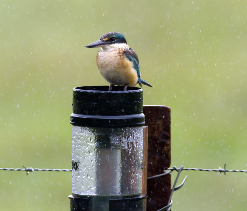 Rain Gauge